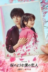 Постер Моя любимая словно цветок сакуры (My Lover, Like Cherry Blossoms)