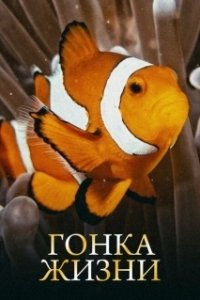 Постер Гонка жизни (Race of Life)