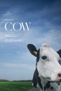 Постер Корова (Cow)