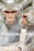 Постер Прирожденные бунтари (2018)