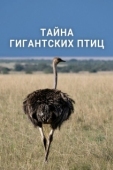 Постер Тайна гигантских птиц