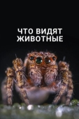 Постер Что видят животные (2018)