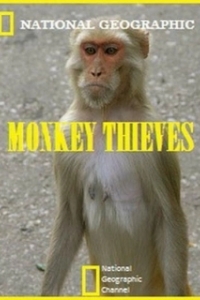 Постер Обезьяны-воришки (Monkey Thieves)