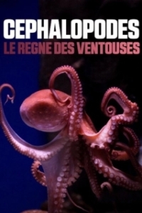 Постер Цефалоподы - покорители морей (Céphalopodes: le règne des ventouses)