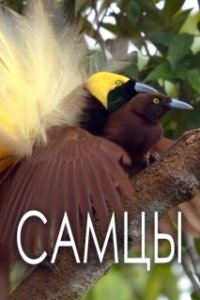 Постер Самцы (The Male)