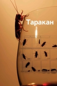 Постер Таракан (Roach)